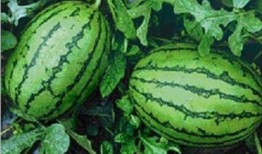 网络大瓜,揭秘娱乐圈幕后真相，带你走进明星隐私世界